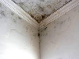 Best Emergency Mold Remediation in USA